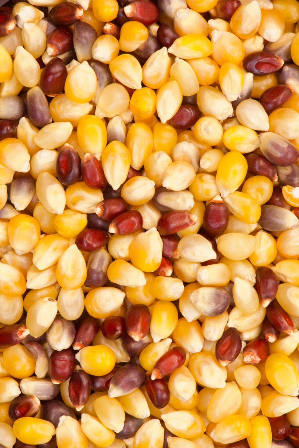 India Tree Paloma de Colores Heirloom Popcorn
